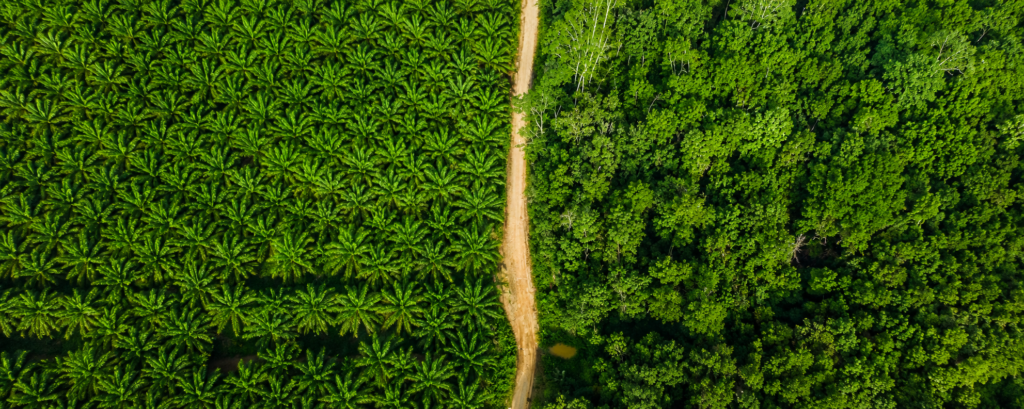 Palm Oil: Villain or Hero?