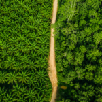 Palm Oil: Villain or Hero?